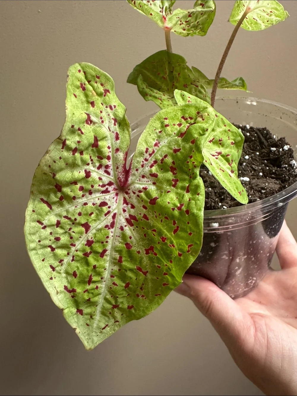 Caladium - Miss Muffet- Rooted